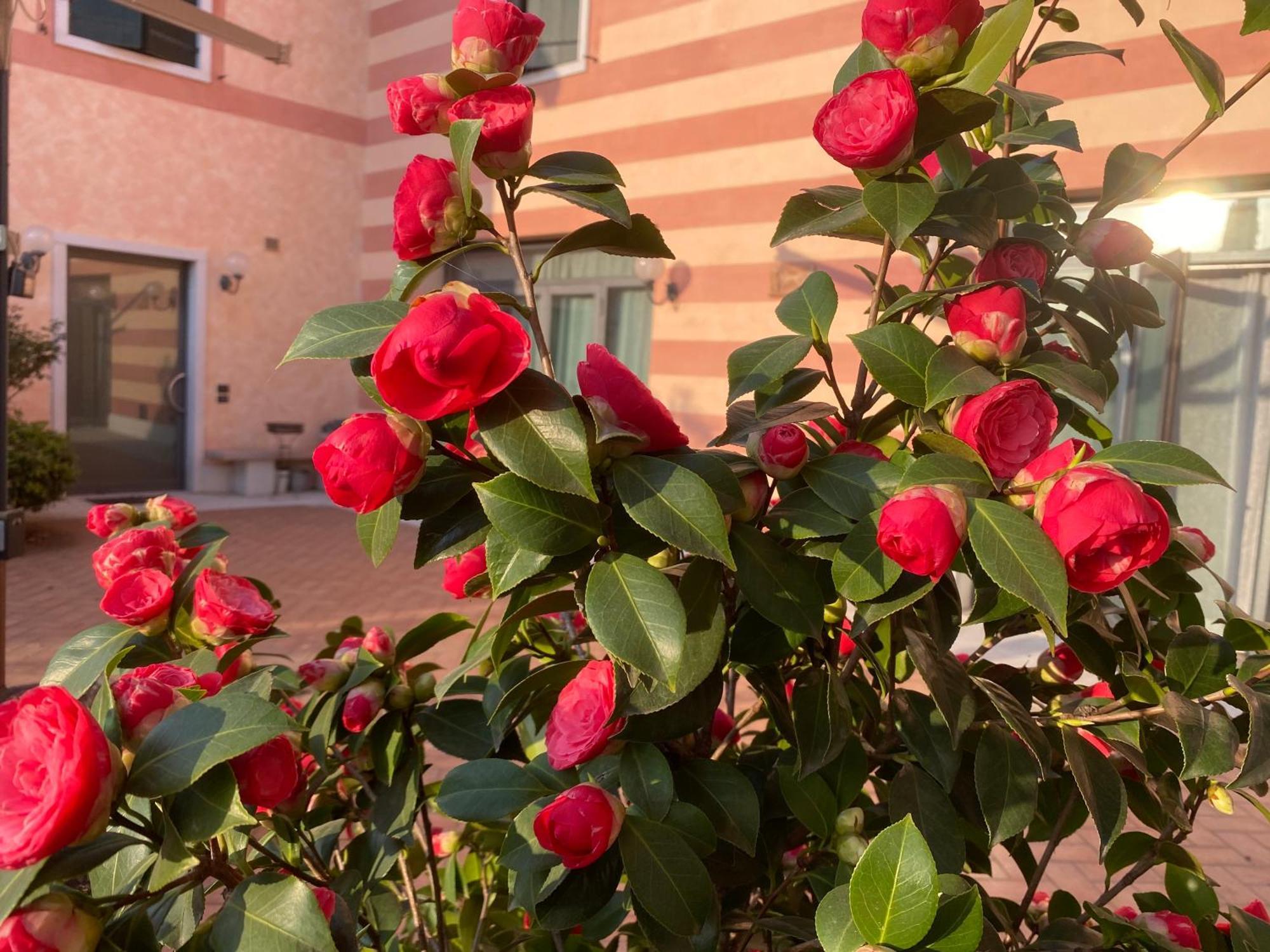 Casa San Marco Villa Castelnuovo del Garda Exterior foto